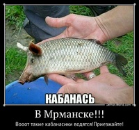 В Мрманске!!! Вооот такие кабанасики водятся!Приезжайте!