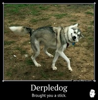 Derpledog Brought you a stick.