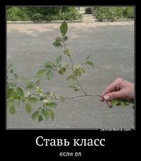 Ставь класс если ел