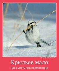 Крыльев мало надо уметь ими пользоваться