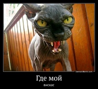 Где мой вискас