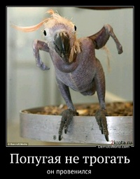 Попугая не трогать он провенился 