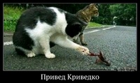 Привед Криведко 