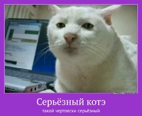 Серьёзный котэ такой чертовски серьёзный