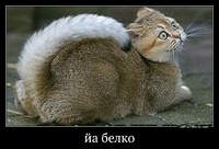 йа белко 