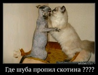   Где шуба пропил скотина ????  