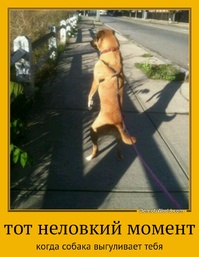 тот неловкий момент когда собака выгуливает тебя